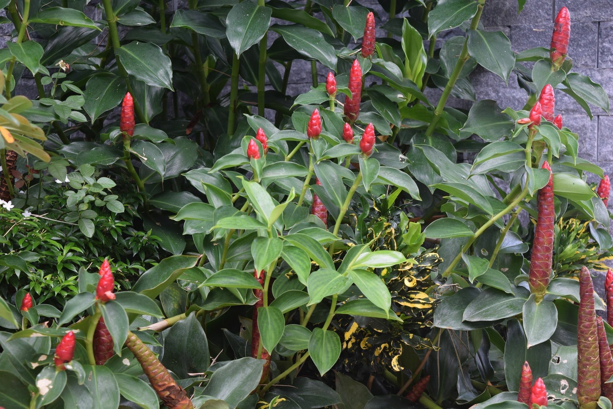 Orchid Guesthouse Phu Quoc Bagian luar foto